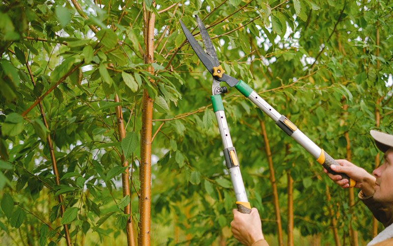 Tree trimming in Floodwood, MN